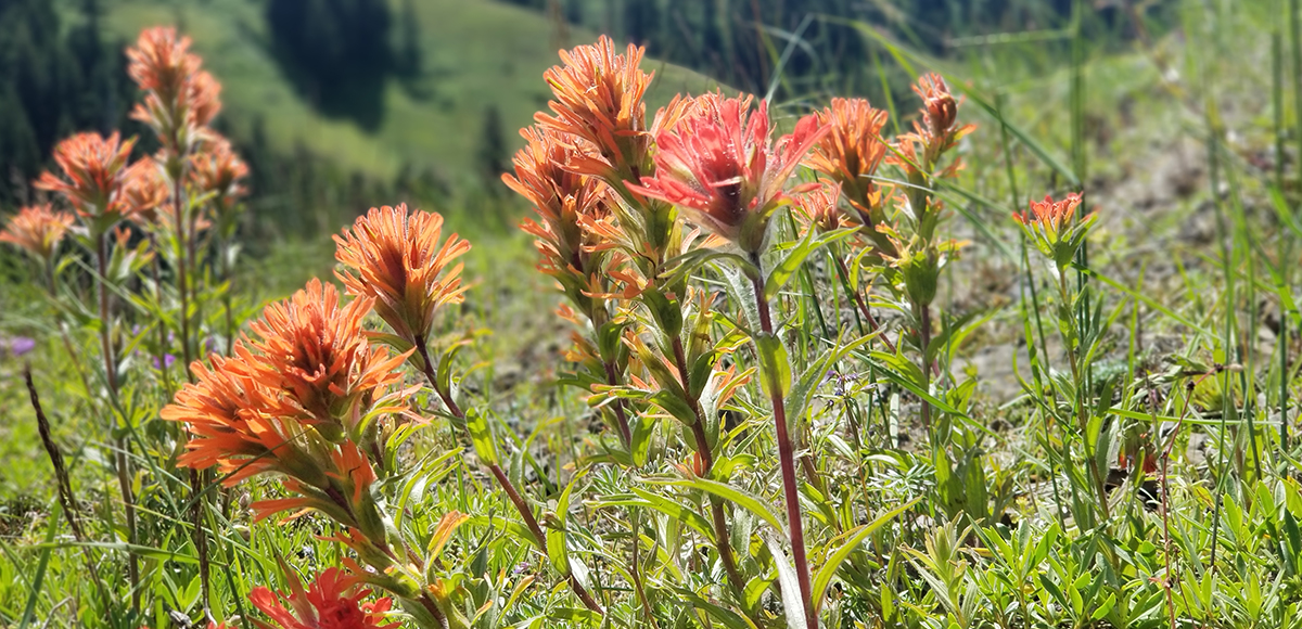 The Grouse Mountain Trail is a show stopper. This family friendly trail is a staple outdoor activity in the Blue Mountains.