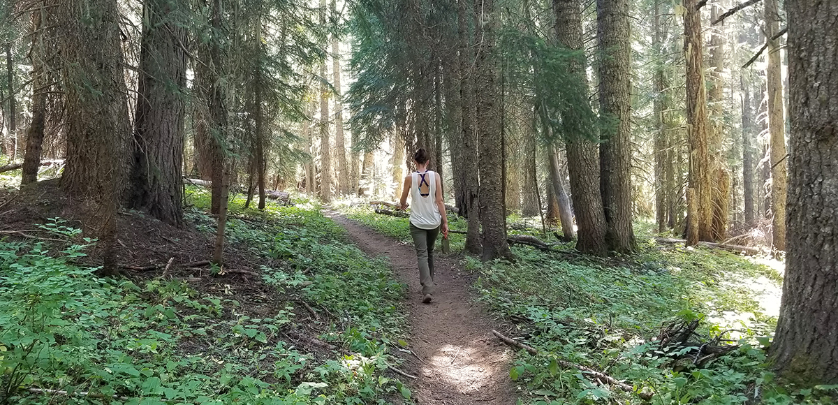 Hot summer evening reprieve under the trees on the Buck Mountain Trail